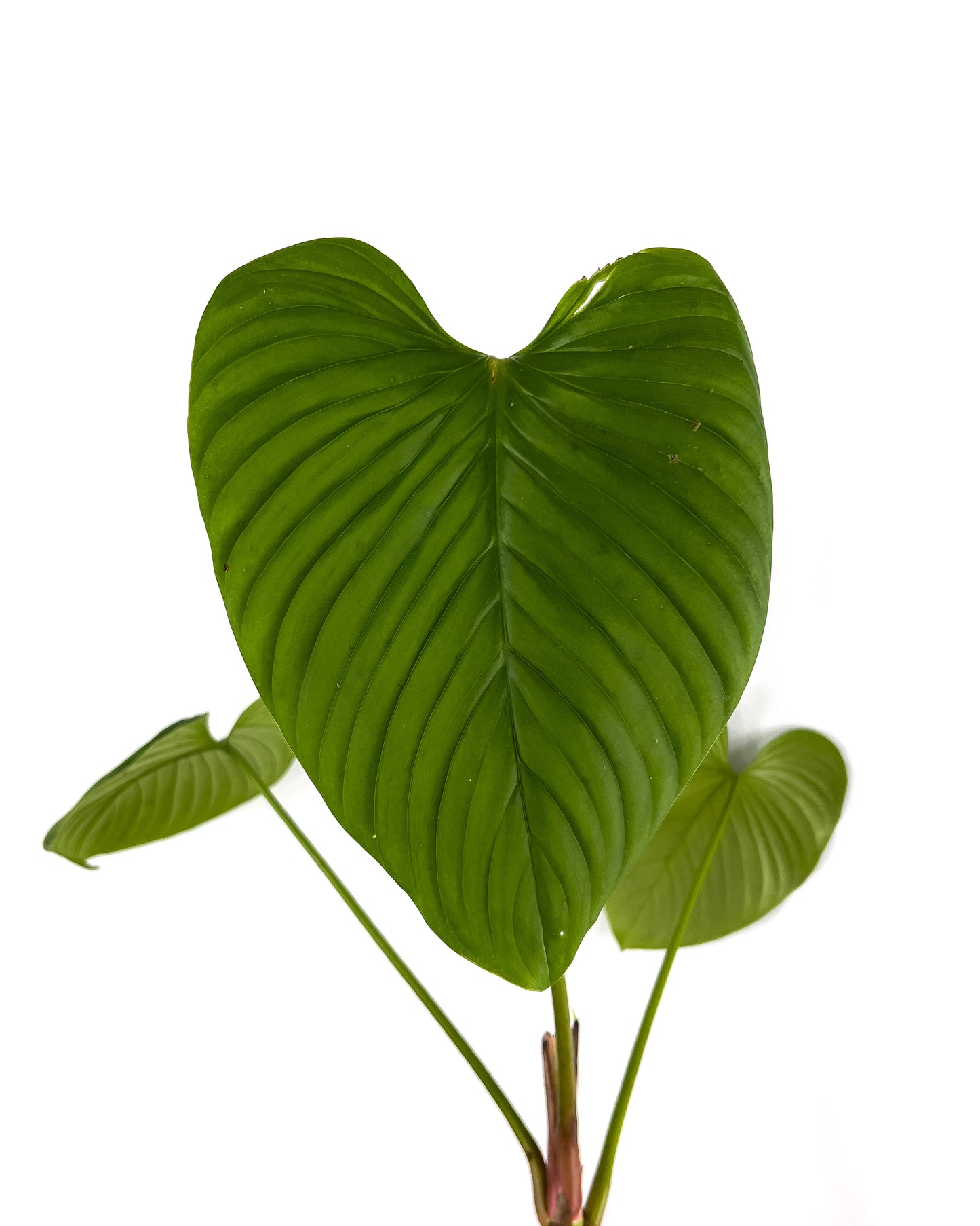 Philodendron rubrocinctum ‘Platinum’