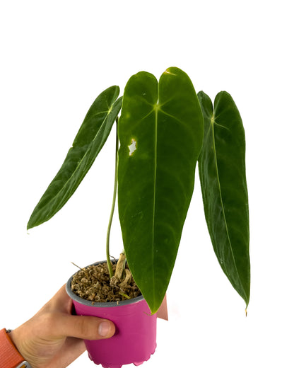 Anthurium marmoratum x warocqueanum