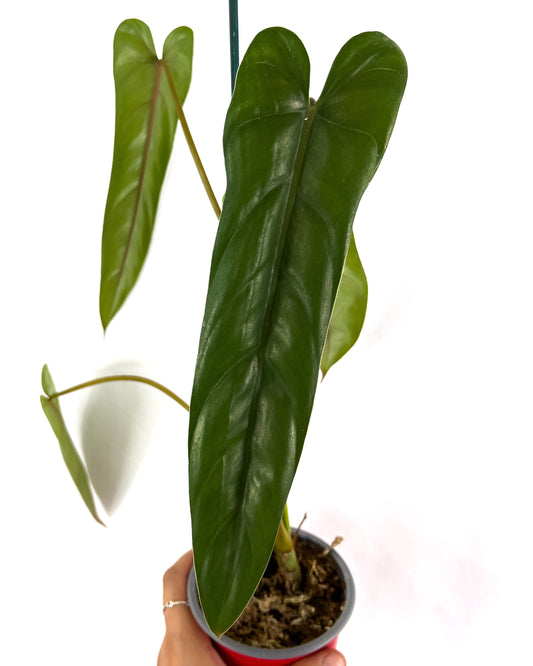 Philodendron sp esmereldas