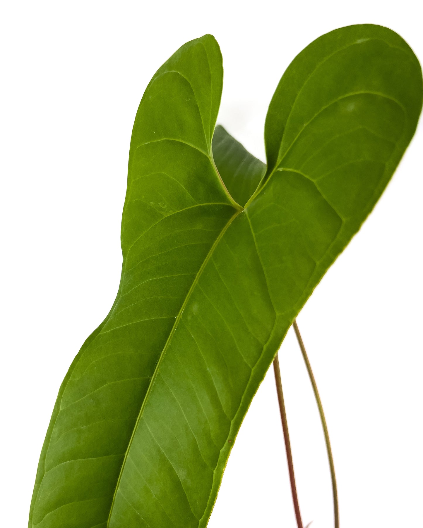 Anthurium flavolineatum