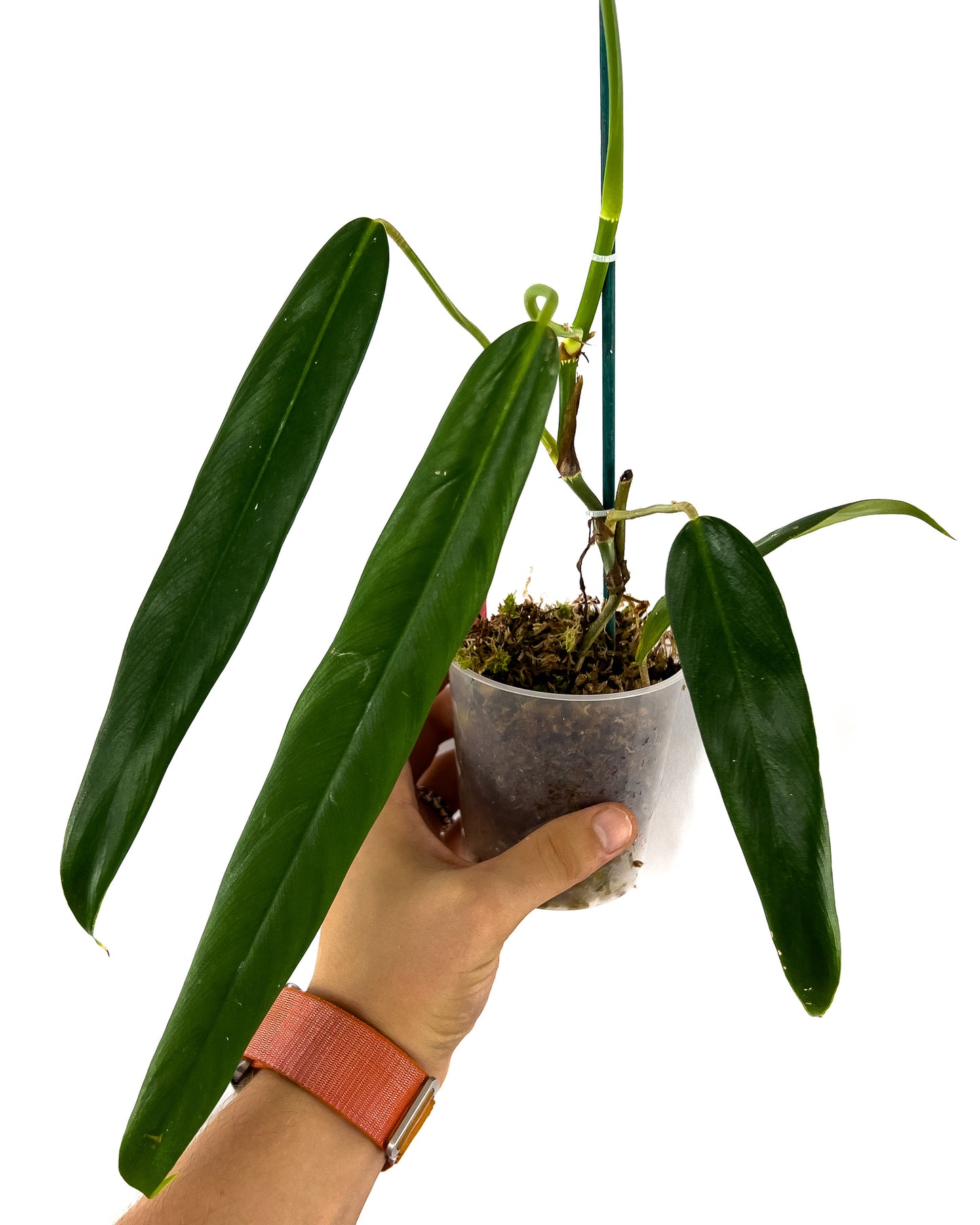 Philodendron hebetatum ‘Narrow’