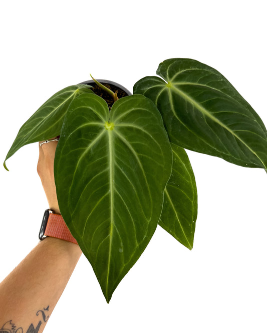 Anthurium pulcachense