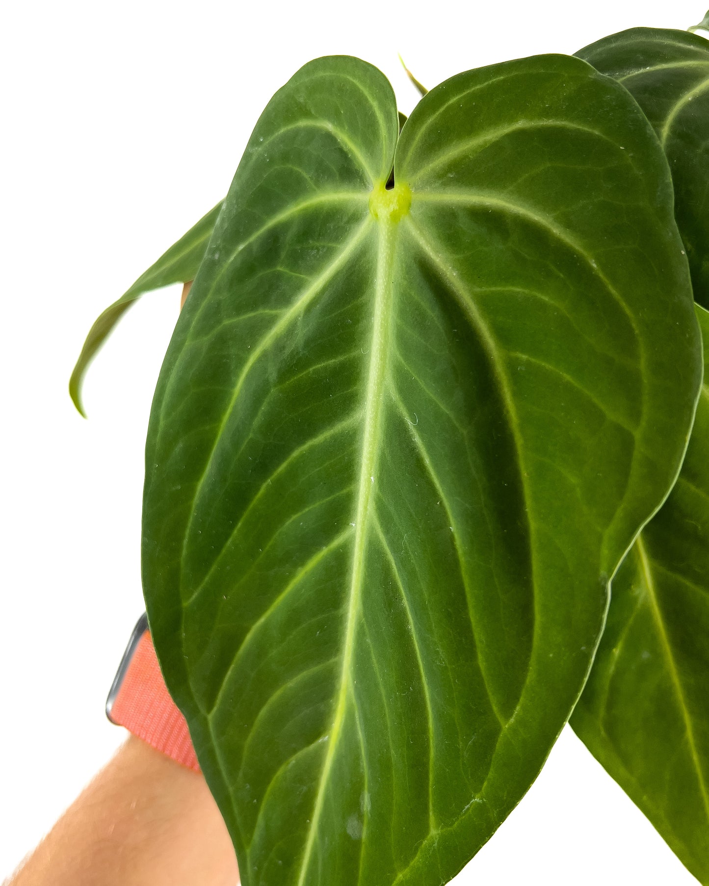 Anthurium pulcachense