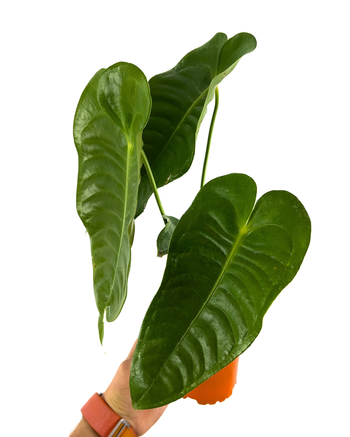 Anthurium veitchii