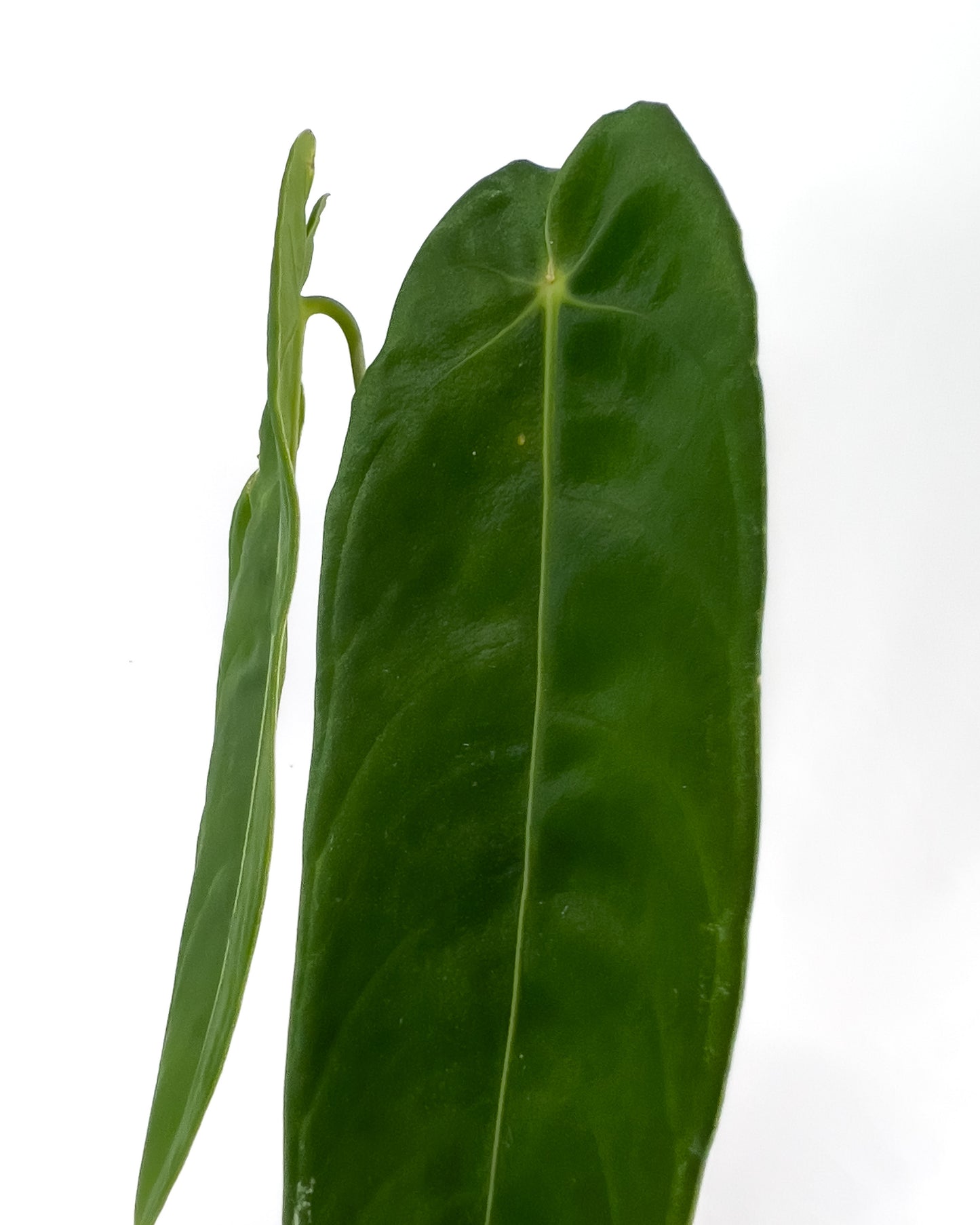 Anthurium marmoratum x warocqueanum