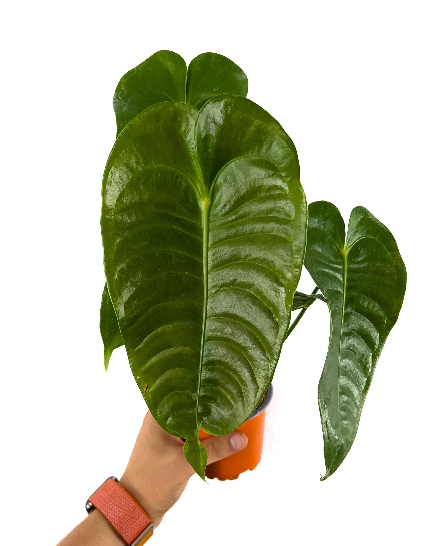 Anthurium veitchii