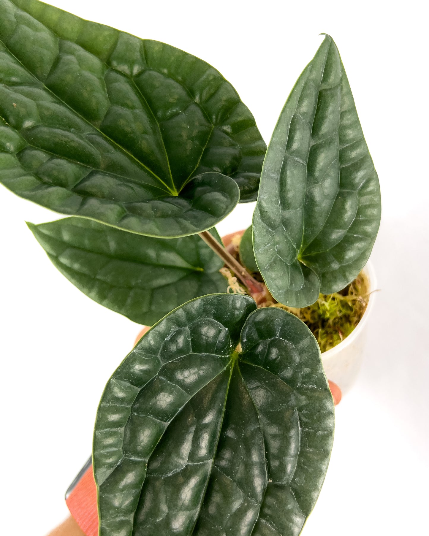 Anthurium luxurians ‘Platinum’