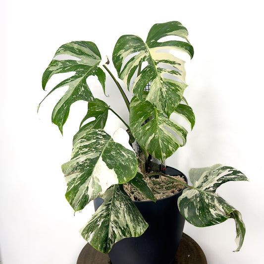 Monstera deliciosa ‘albo’