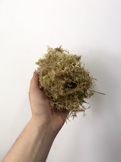 Sphagnum Moss