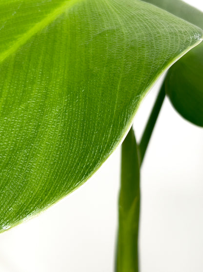 Philodendron rugulosum