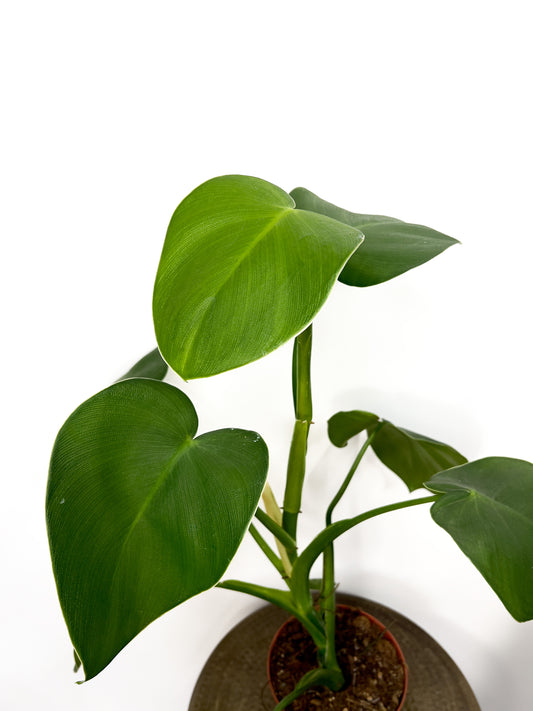 Philodendron rugulosum