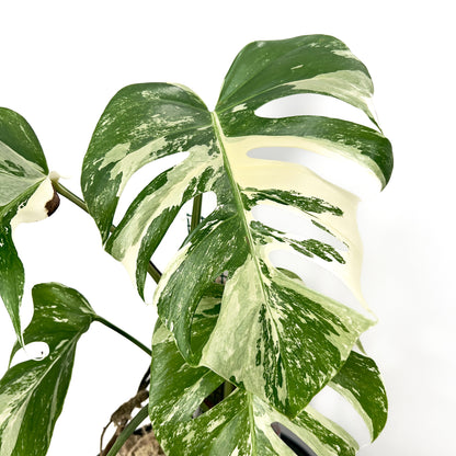 Monstera deliciosa ‘albo’