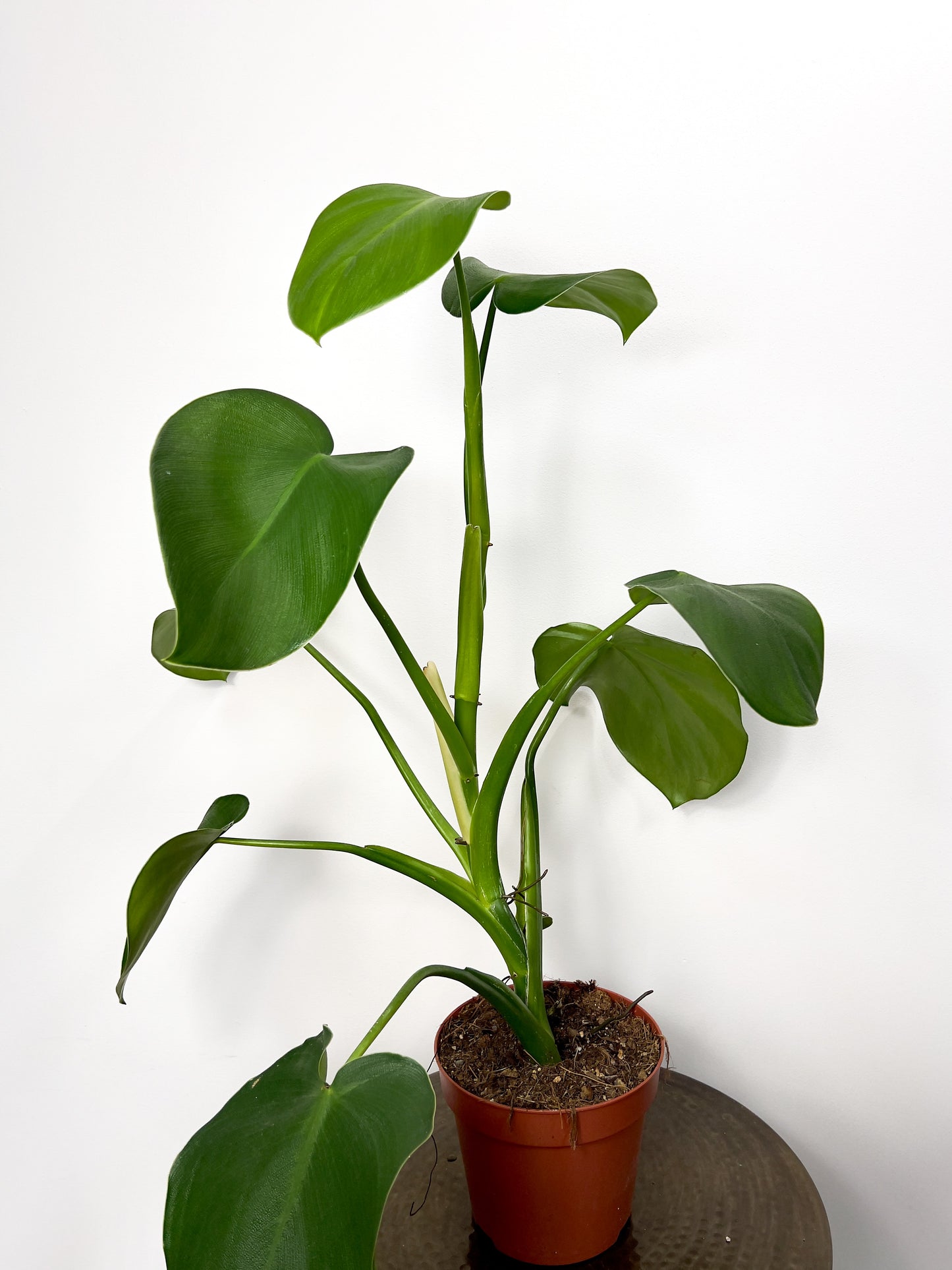 Philodendron rugulosum